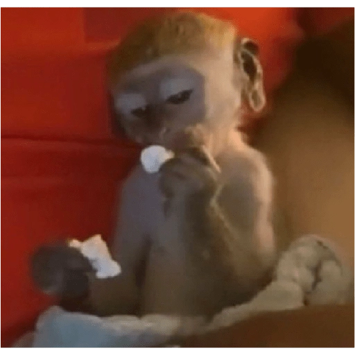 monkeys 