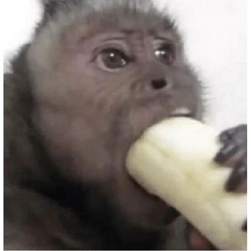 monkeys 