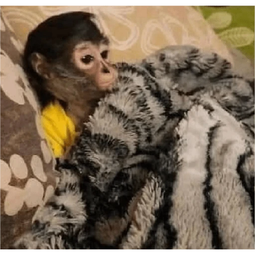 monkeys 