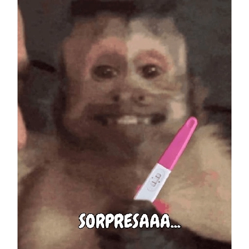 monkeys 