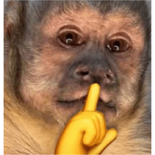 monkeys 
