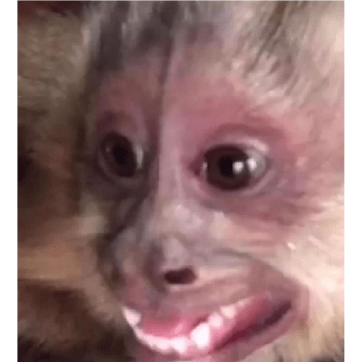 monkeys 