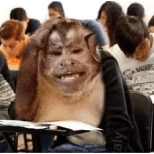 monkeys 