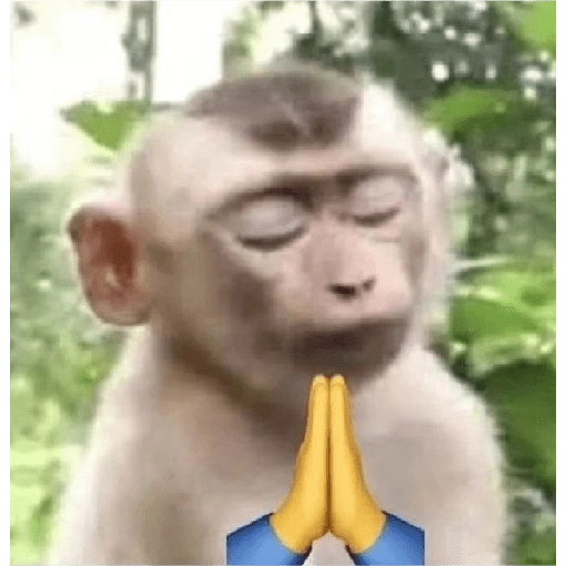 monkeys 