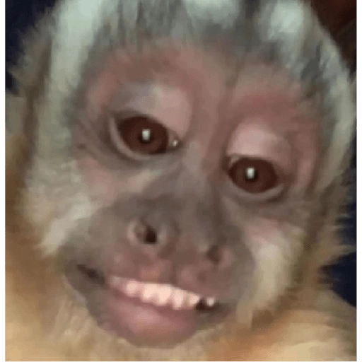 monkeys 