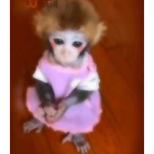 monkeys 