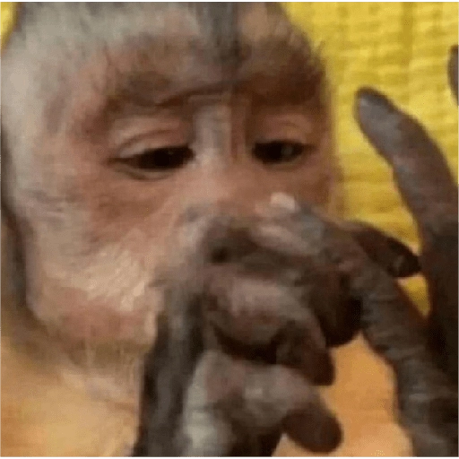 monkeys 