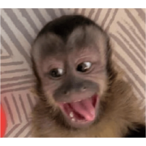monkeys 