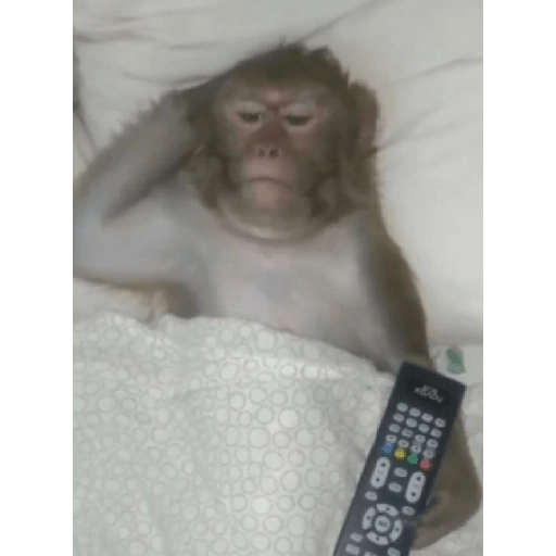 monkeys 