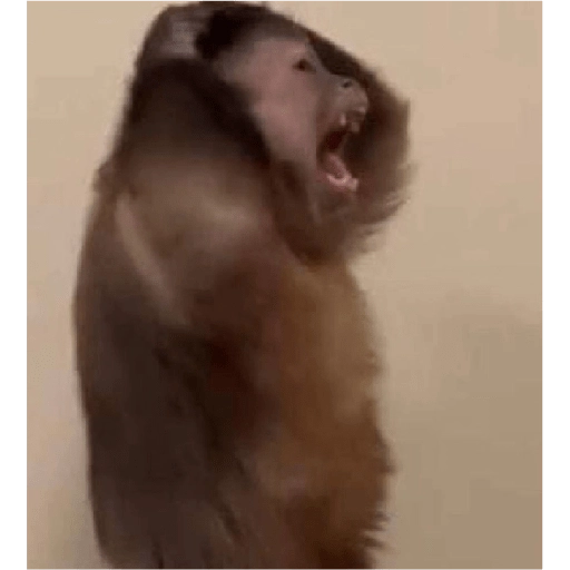 monkeys 