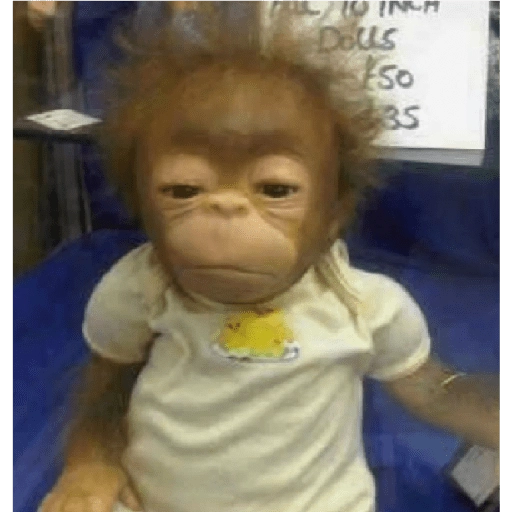 monkeys 