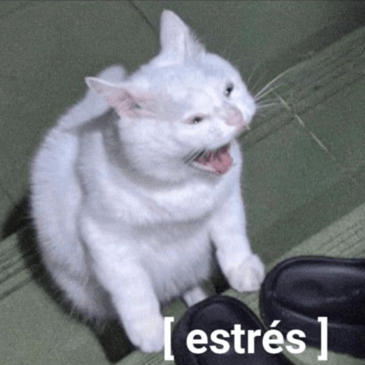 Gatos 🐱🫶🏻 