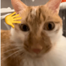 tray-icon