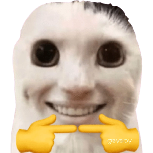 😸Gatos sin orejas 🐈 