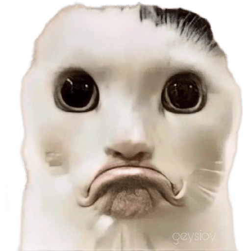 😸Gatos sin orejas 🐈 