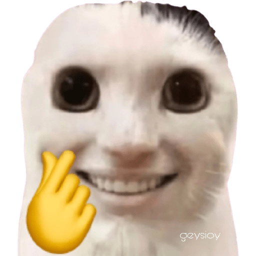 😸Gatos sin orejas 🐈 