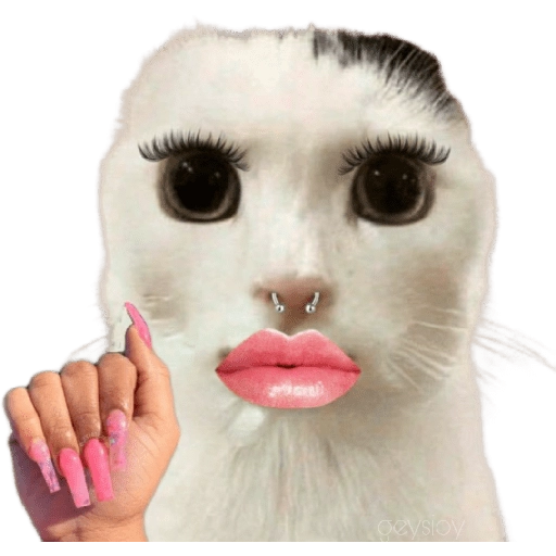 😸Gatos sin orejas 🐈 