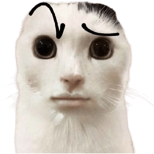😸Gatos sin orejas 🐈 