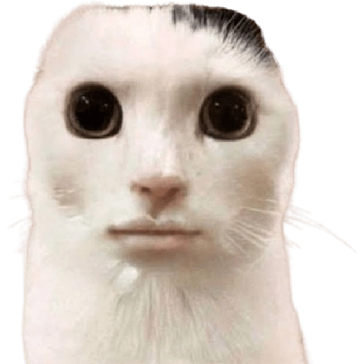 😸Gatos sin orejas 🐈 
