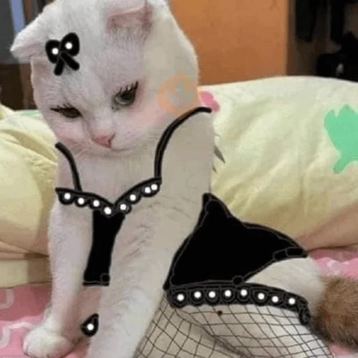 🐱Michitos con disfraces🐱 sticker 12