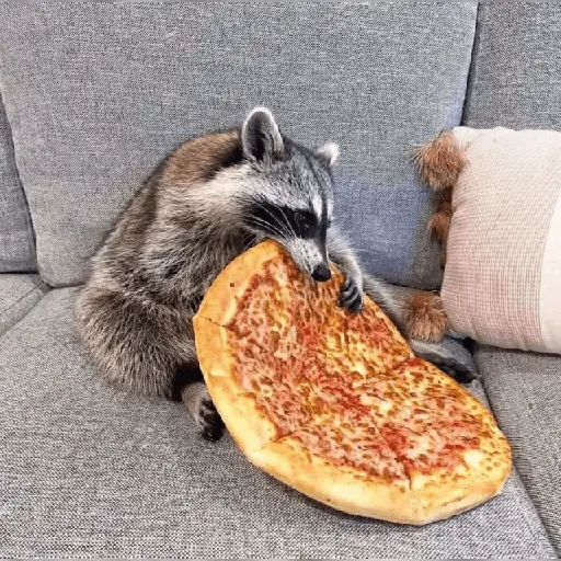 Mapache 🦝 mood  preview