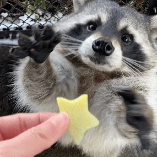 Mapache 🦝 mood 