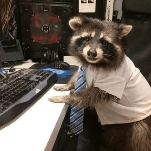 Mapache 🦝 mood 