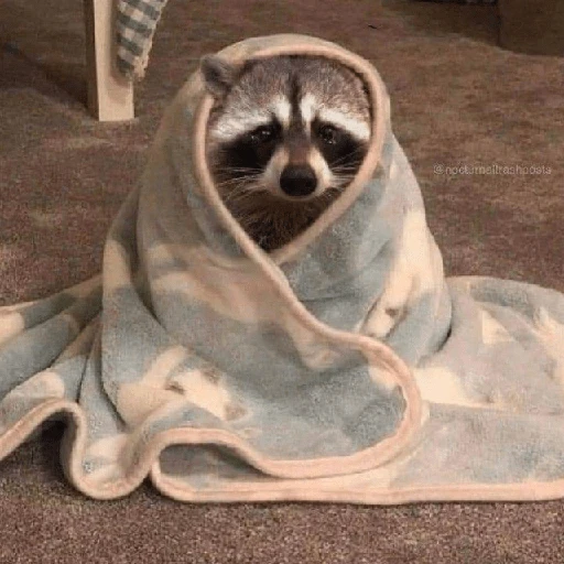 Mapache 🦝 mood 