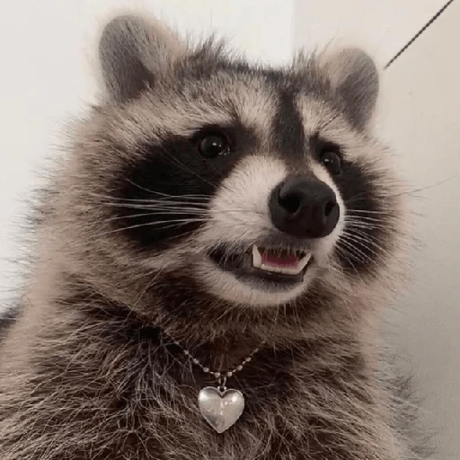 Mapache 🦝 mood 