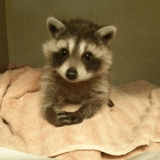 Mapache 🦝 mood 