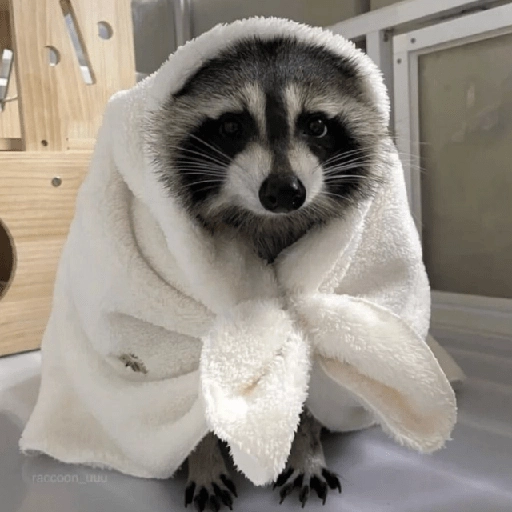 Mapache 🦝 mood 