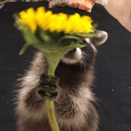 Mapache 🦝 mood  preview