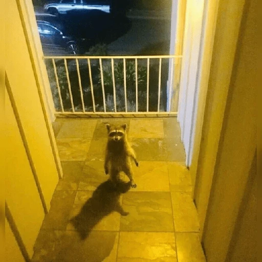 Mapache 🦝 mood 
