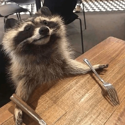Mapache 🦝 mood 