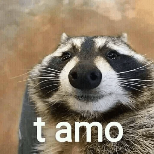 Mapache 🦝 mood 