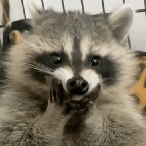 Mapache 🦝 mood 