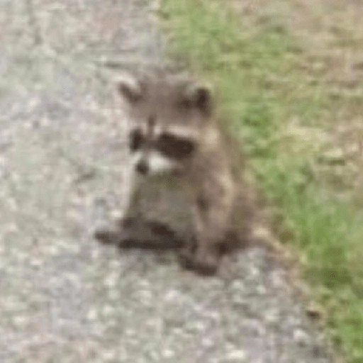 Mapache 🦝 mood  preview