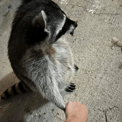 Mapache 🦝 mood 