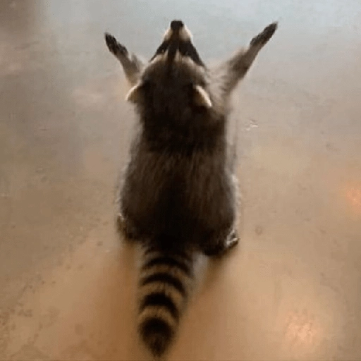 Mapache 🦝 mood 