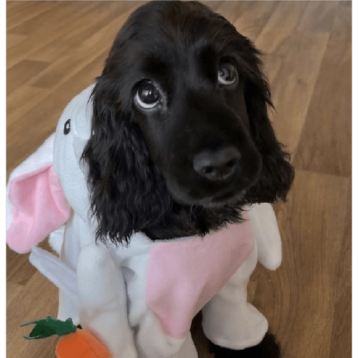 Perritos tiernos 3 💘🐶🤭  preview