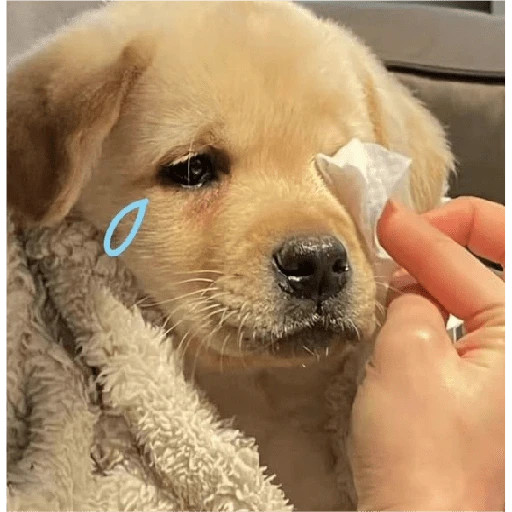 Perritos tiernos 3 💘🐶🤭  preview