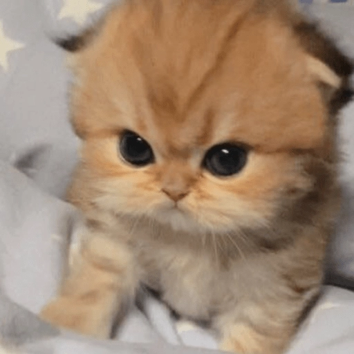 🥺🐱Michitos tiernos🐱🥺 