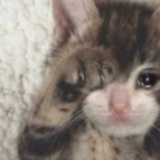 🥺🐱Michitos tiernos🐱🥺 