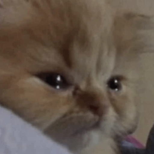 🥺🐱Michitos tiernos🐱🥺 