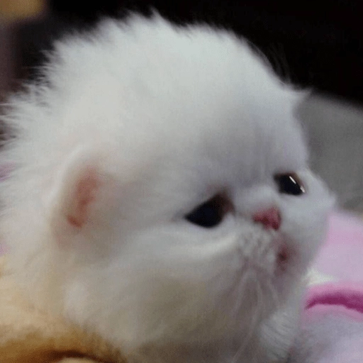 🥺🐱Michitos tiernos🐱🥺 
