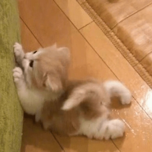 🥺🐱Michitos tiernos🐱🥺 