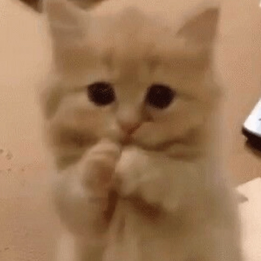 🥺🐱Michitos tiernos🐱🥺 