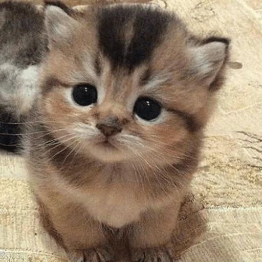 🥺🐱Michitos tiernos🐱🥺 