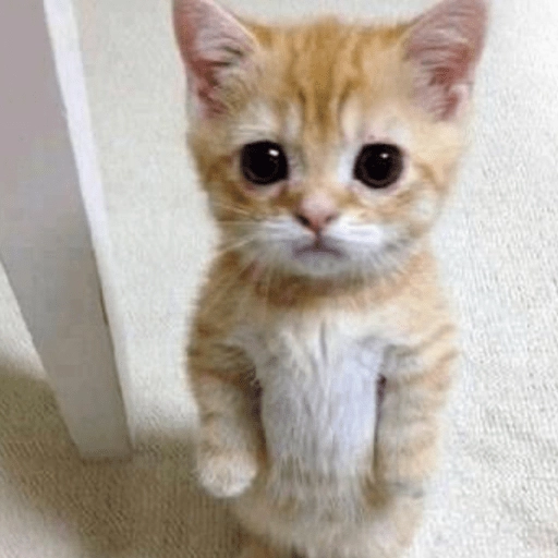 🥺🐱Michitos tiernos🐱🥺 