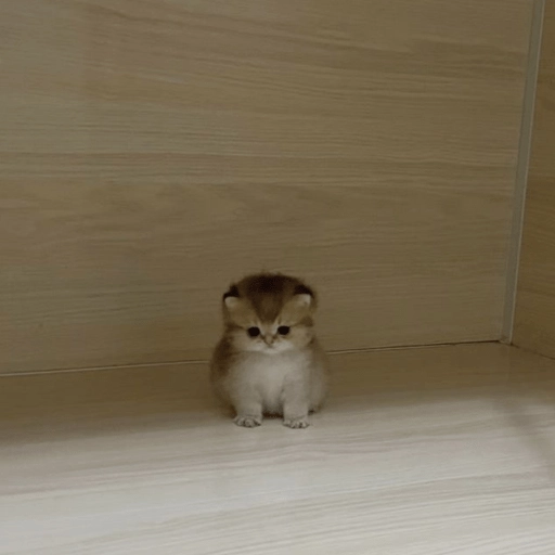 🥺🐱Michitos tiernos🐱🥺 